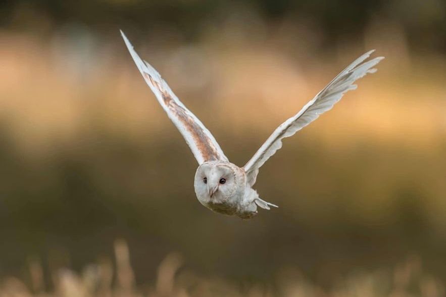 Winners announced in hotly-contested Wicklow nature photography contest