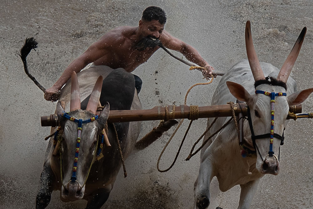 Bull Race Festival In Kerala By Ajayan Kavungal Anat