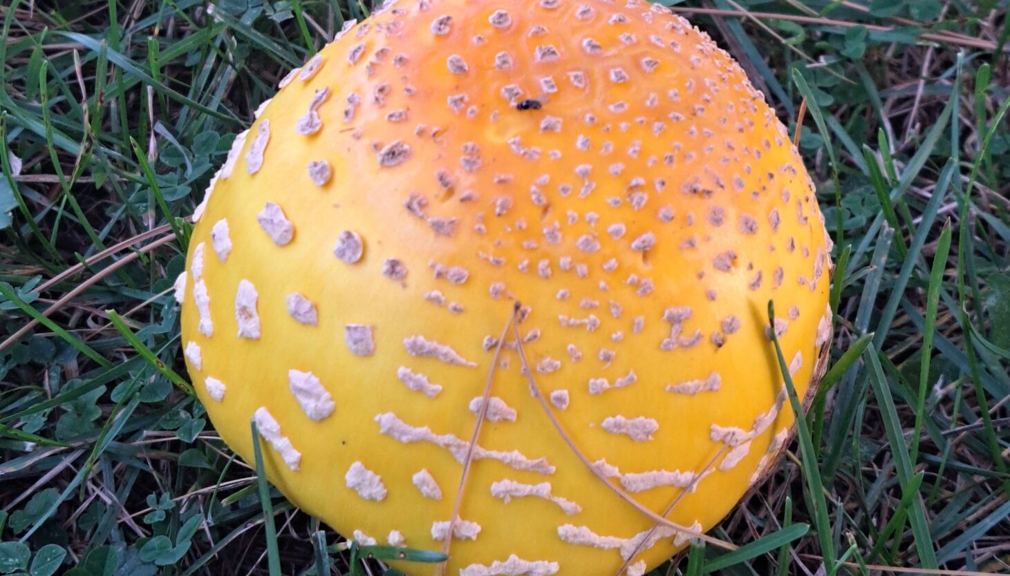 Chicago outdoors: The wonder of nature’s resilency and fly agaric