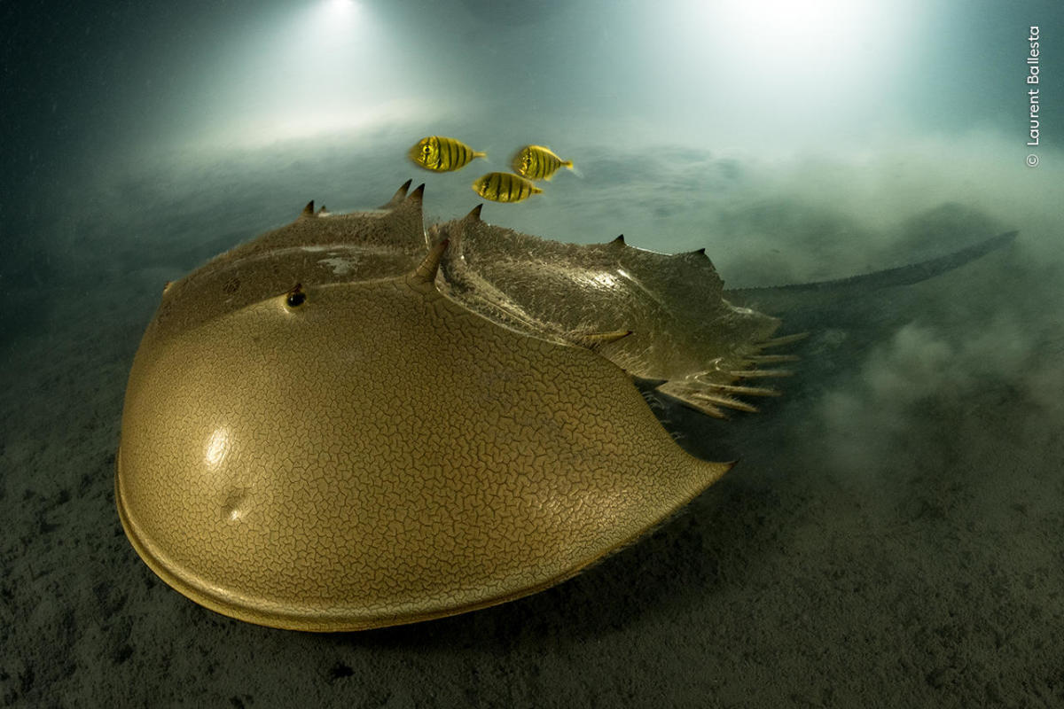 "Luminescent" photo of horseshoe crab wins Wildlife Photographer of the Year prize