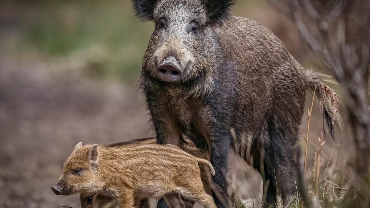 NHS worker wins Countryfile competition with elusive boar photo
