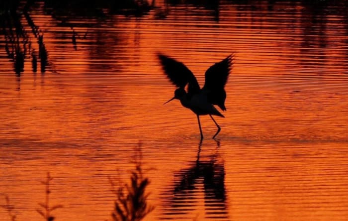 Nature photographer hopes to inspire others to see ‘the real Florida’