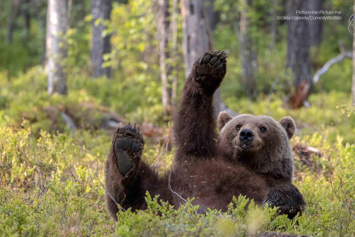 Silly Bears and Odd Birds Among the 2023 Comedy Wildlife Photo Awards Finalists — See the Shots