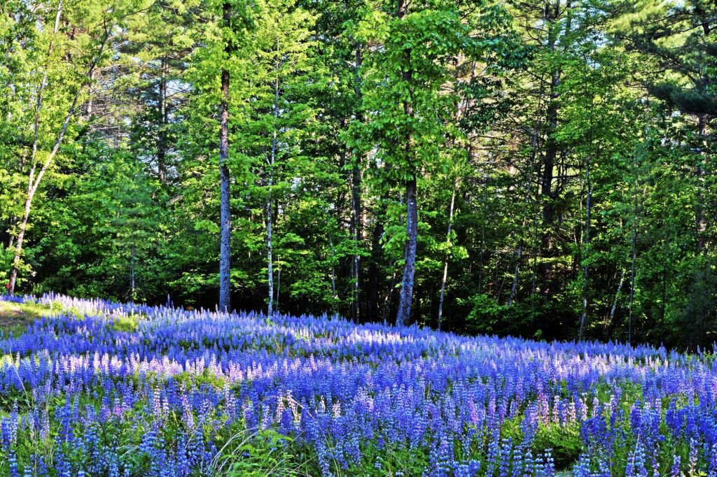 Wilton Wildlife Preserve seeking entries for photography contest – troyrecord